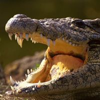 В Индии крокодил разодрал туристку на части