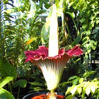 В публичном музее США Milwuakee расцвел крайне необычный и любимый ботаниками цветок