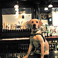 В Вене открылся бар для собак