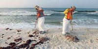 Экологическая катастрофа вредит туристическому бизнесу Флориды