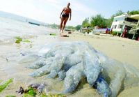Море у берегов Болгарии превратилось в "желе"