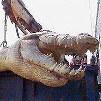 На Филиппинах поймали крокодила гиганта
