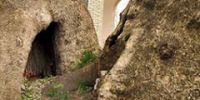 Новый таджикский музей расположен в дупле дерева