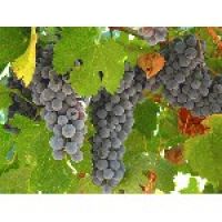 Первый хорватский музей виноградарства и виноделия откроется рядом с Дубровником
