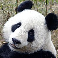 Токийский зоопарк возобновил работу с показа панд