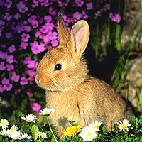В Китае открылась международная выставка кроликов