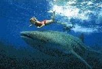 Дайверы в Мексике плавают вместе с акулами