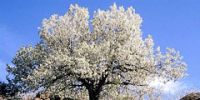Праздник цветущей вишни - одно из самых живописных зрелищ в Испании