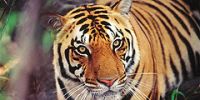 Спасая тигров, Индия рискует остаться без туристов