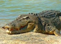 Туристы будут охотиться на "обнаглевших" крокодилов