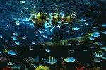 В Сингапуре откроют самый большой в мире океанариум