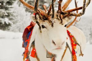В Швеции открывается саамская ярмарка