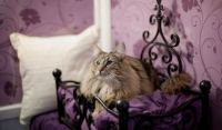 В Великобритании открылся отель класса люкс для кошек