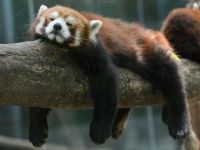 В британском зоопарке родились две красные панды