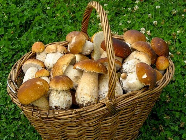 Фестиваль грибов пройдет в Рязани
