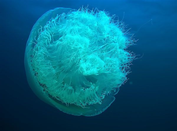 Нашествие медуз в Тайланде