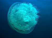Нашествие медуз в Тайланде