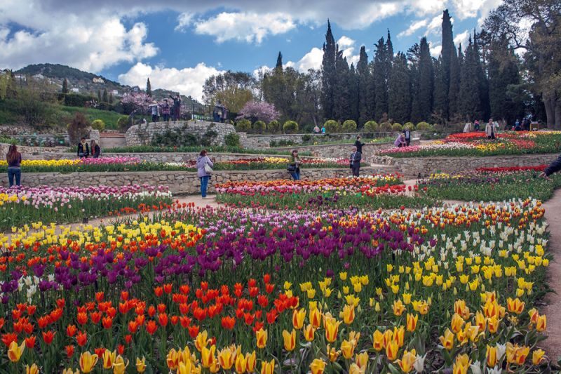 В Крыму откроется выставка тюльпанов