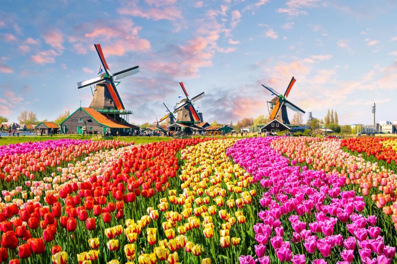 В Нидерландах отпраздновали День тюльпанов