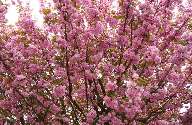 Традиционный фестиваль любования цветущей сакурой отменен в Японии