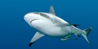 Акулы приносят египетскому турбизнесу сотни тысяч долларов