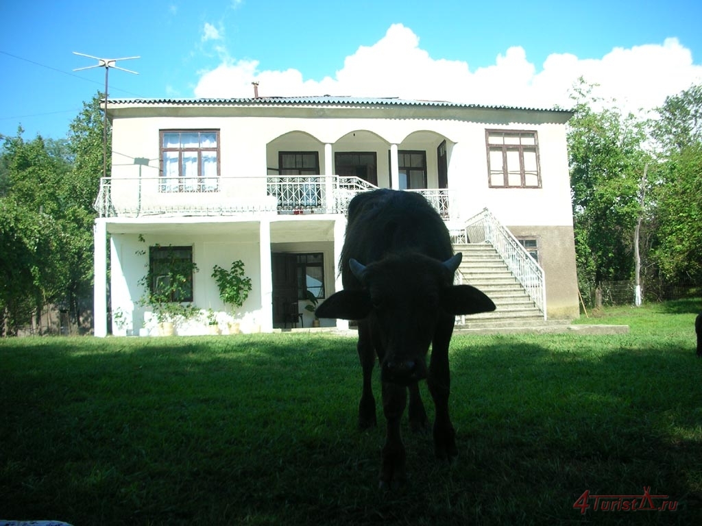Коровка - Абхазия фото #3146
