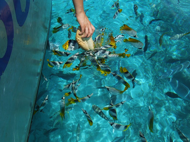 Tropical fish feeding - Остров Аитутаки, Острова Кука фото #2864