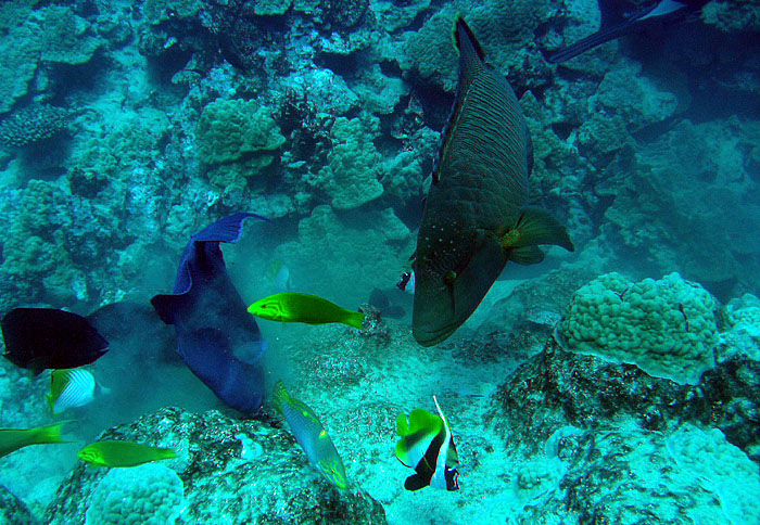 Tropical fish - Остров Раротонга, Острова Кука фото #2856