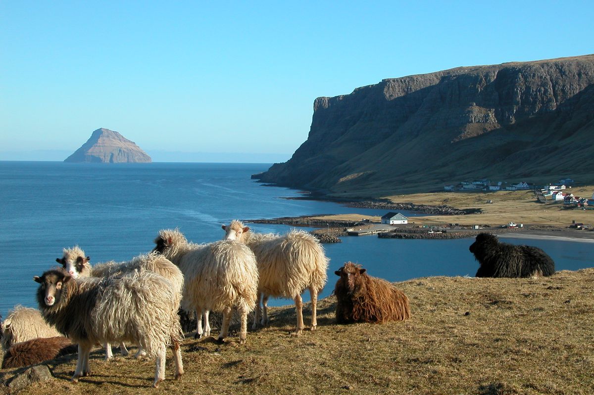 На Фарерах развито овцеводство - Фарерские острова фото #17666