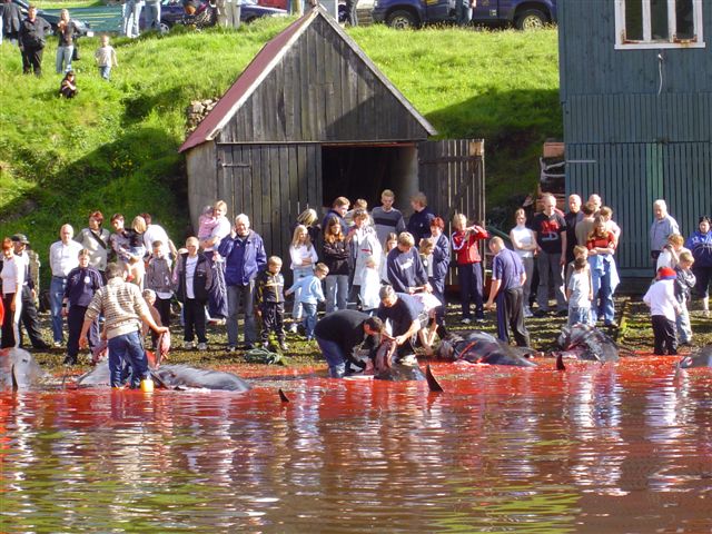 По традиции, мужчины собираются на берегу для забоя китов - Фарерские острова фото #17669