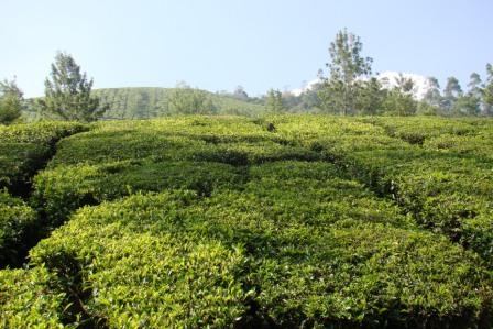 Tea Plantation - Индия фото #2547