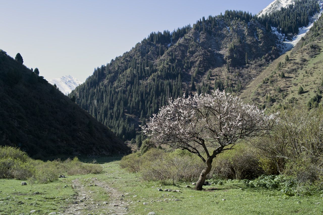 Ала-Арча, Киргизия фото #21701