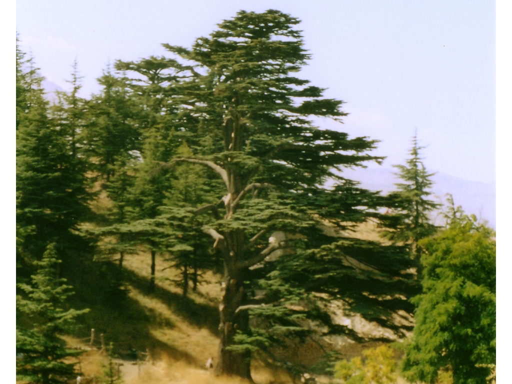 Ливан фото #12600