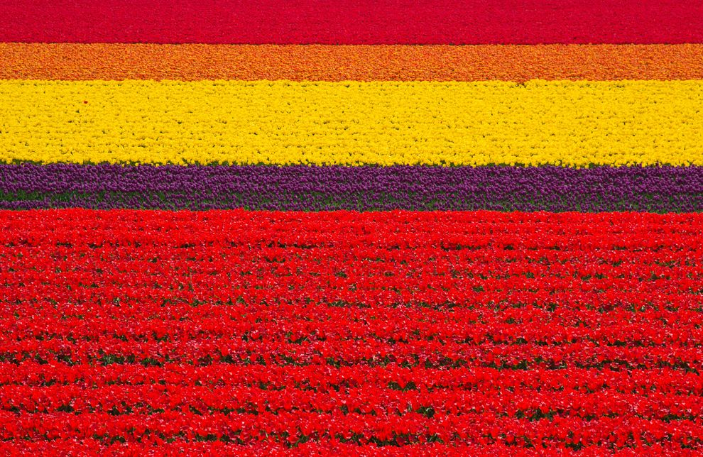 Поля тюльпанов - Нидерланды фото #19104