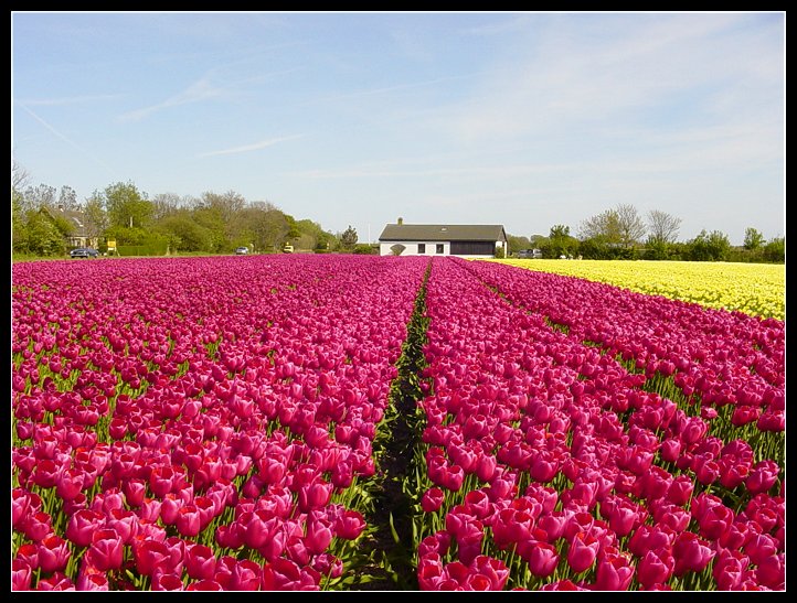 Тюльпаны - Нидерланды фото #2077
