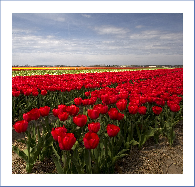 Beginning of spring - Нидерланды фото #2714
