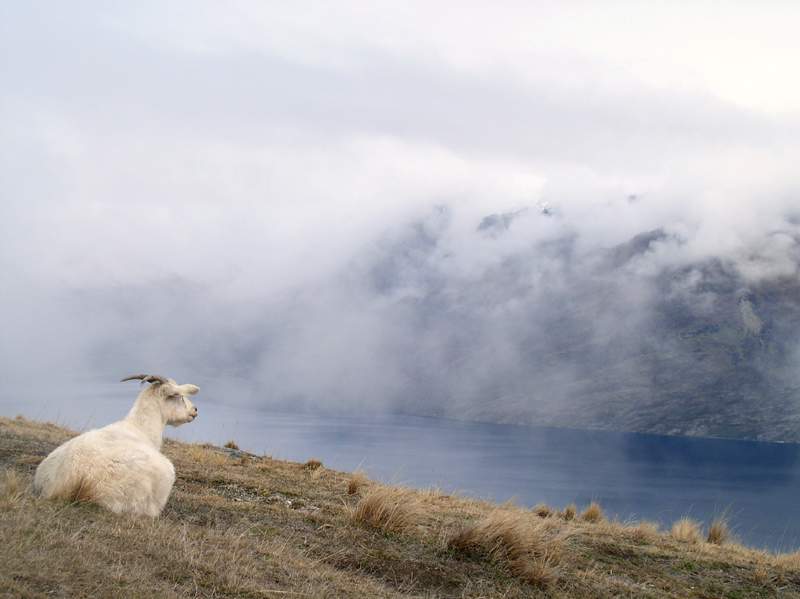 Silence of the lambs - Новая Зеландия фото #2704