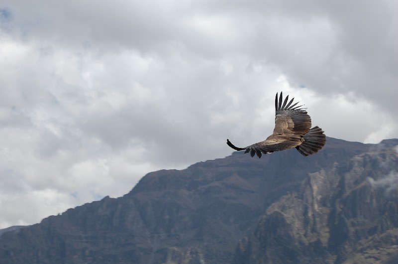 In flight  - Перу фото #3190