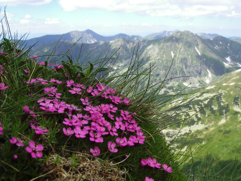 Early summer flowers - Словакия фото #2721