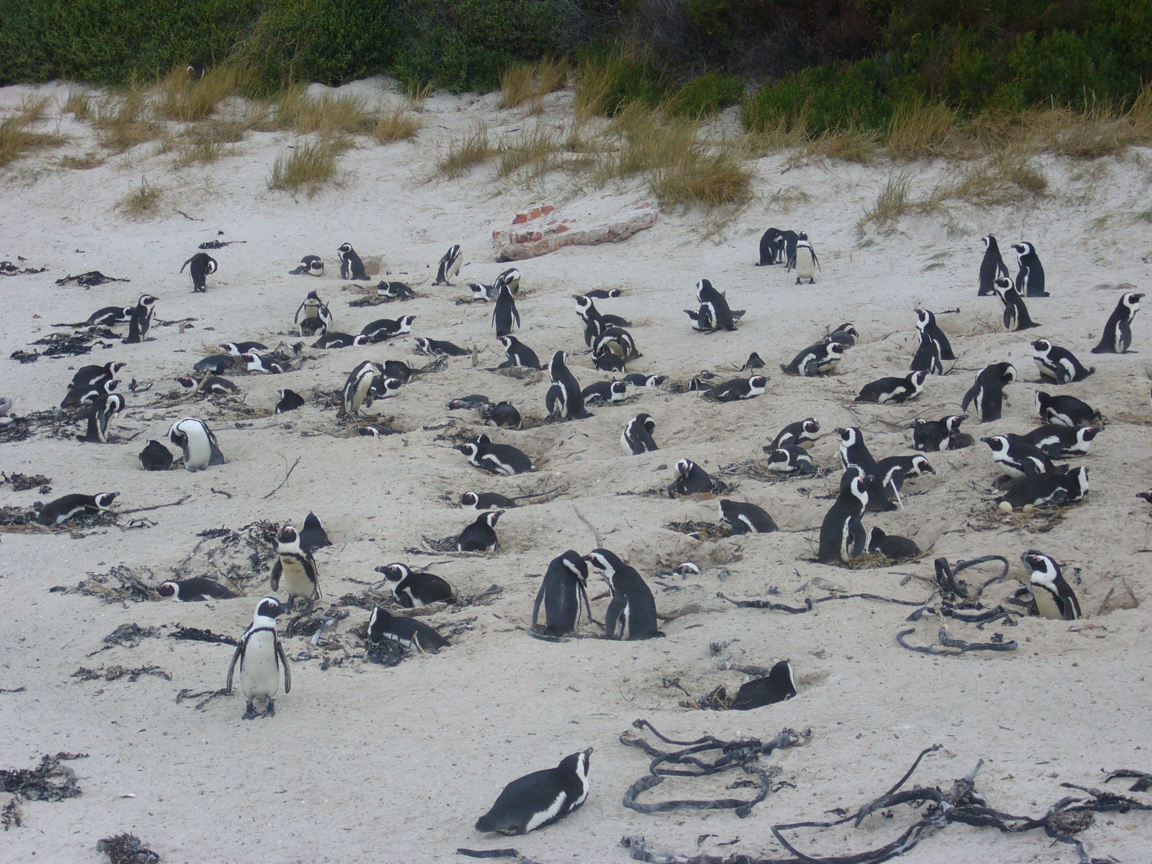 пингвины Южной Африки - ЮАР фото #3671