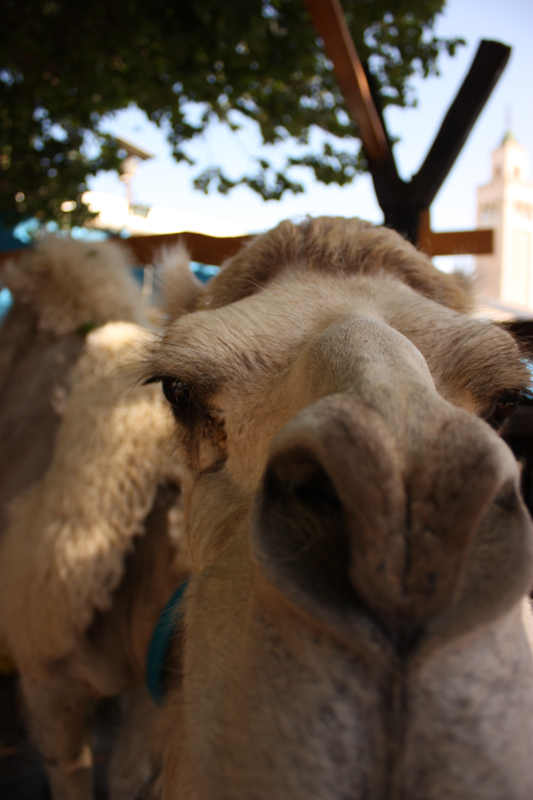 Верблюд - Тунис фото #2352