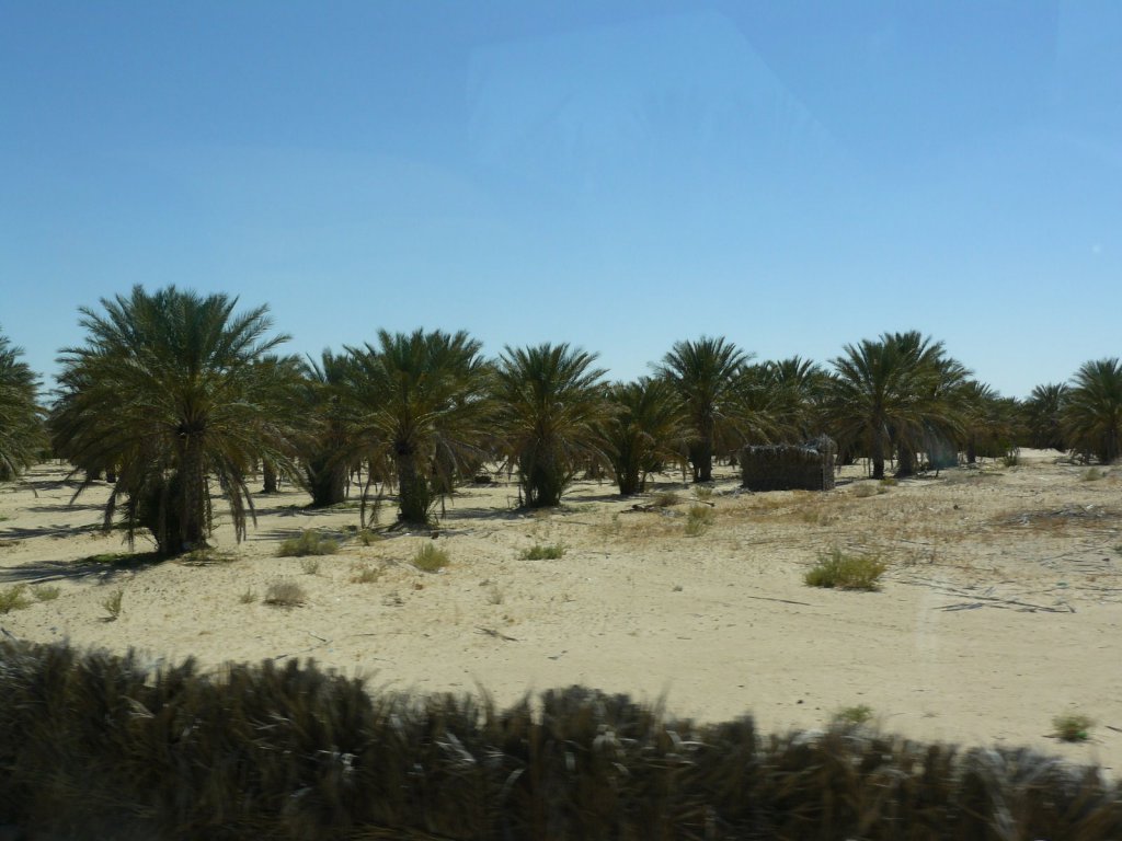 Дуз, Тунис фото #12540