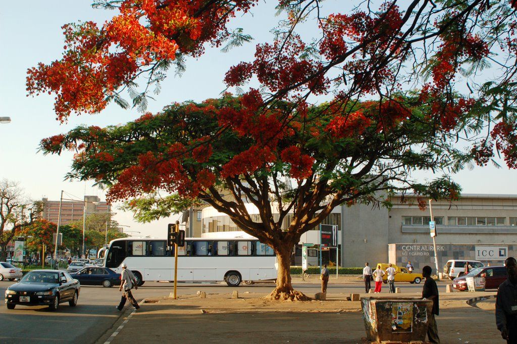 Лусака, Замбия фото #8509