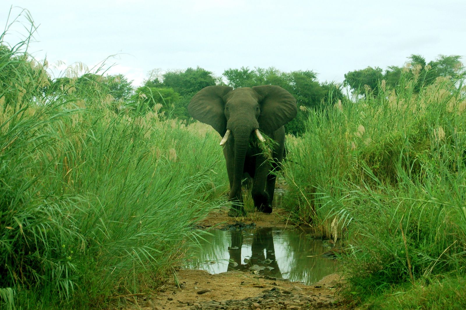 Гонарежу Национальный парк, Зимбабве фото #17732