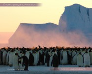 Антарктика (Антарктида) фото #7667