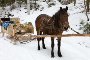 Закарпатье фото #21901