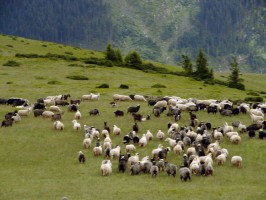 Закарпатье фото #21903