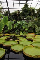 Бонн фото #26722