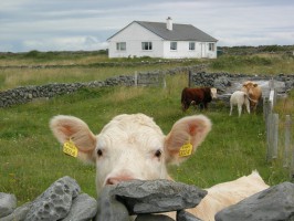 Аранские острова фото #23946