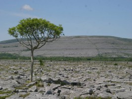 Баррен фото #23980